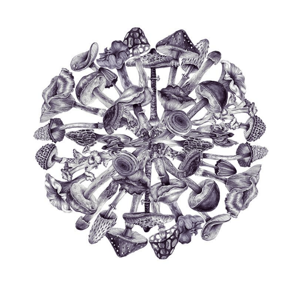 The Ultimate Guide to Tripping on&nbsp;Mushrooms