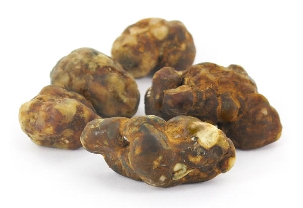 psilocybe-atlantis: mushmagic