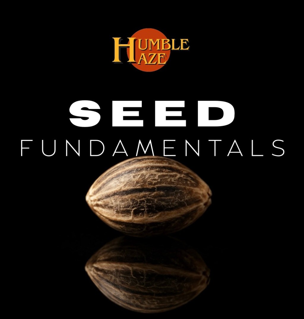 Seed Fundamentals: Why Thailand Must Start Preserving Its Cannabis Genetics&nbsp;Now